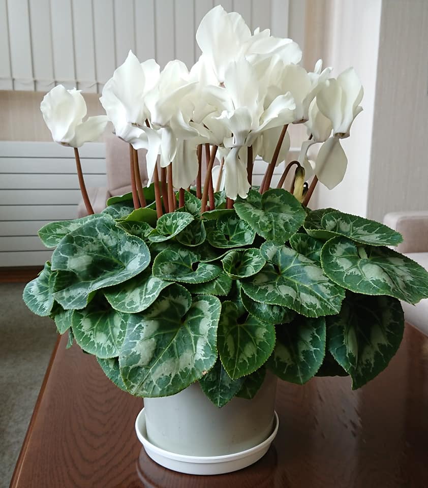 北竜町長 佐野豊 活動報告・1月31日（金）令和2年度 予算案総括査定