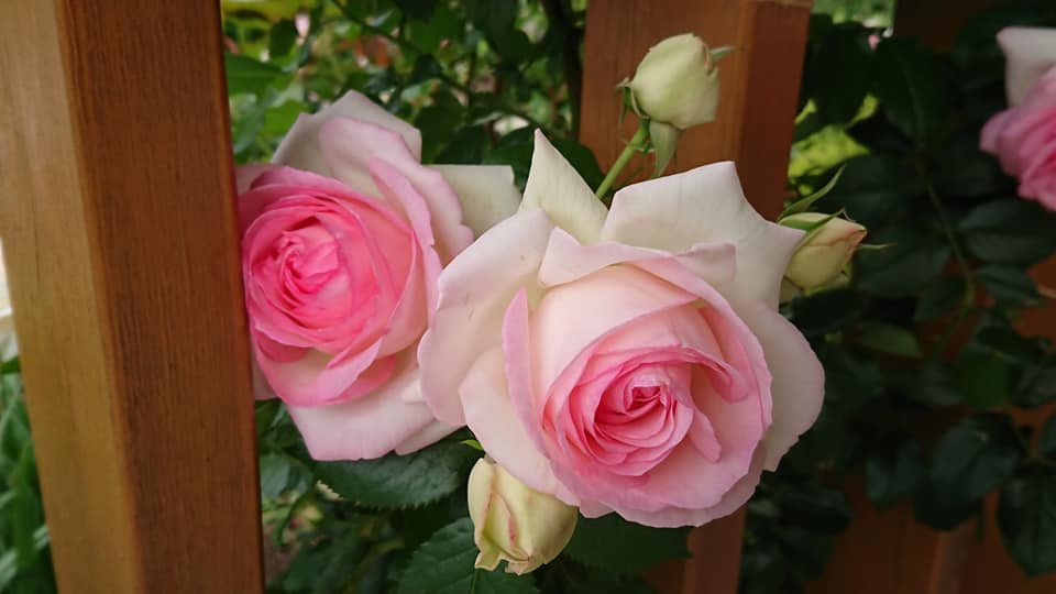 Walikota Kota Hokuryu Yutaka Sano Laporan kegiatan, Selasa 18 Februari, Majelis Serikat Pusat Pendidikan Sorachi (Takikawa)