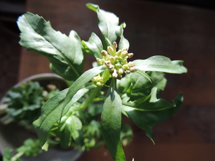 Sabun yapımı [Kapıyı aç - Keiko Ozaki]