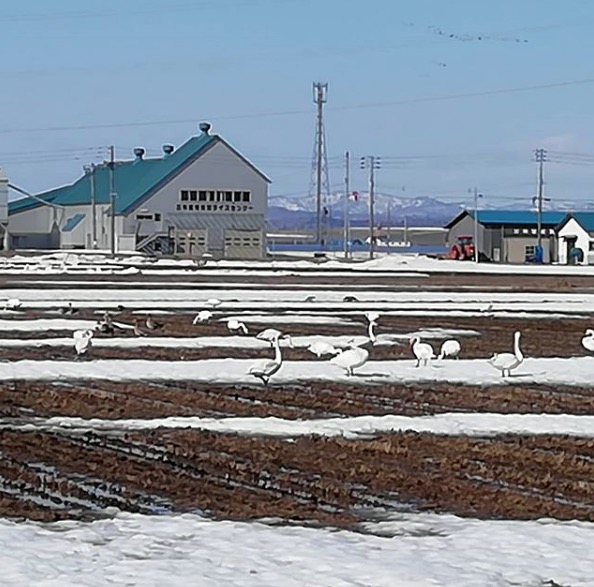 北竜町にも渡り鳥がやってきました【黒千石事業協同組合】