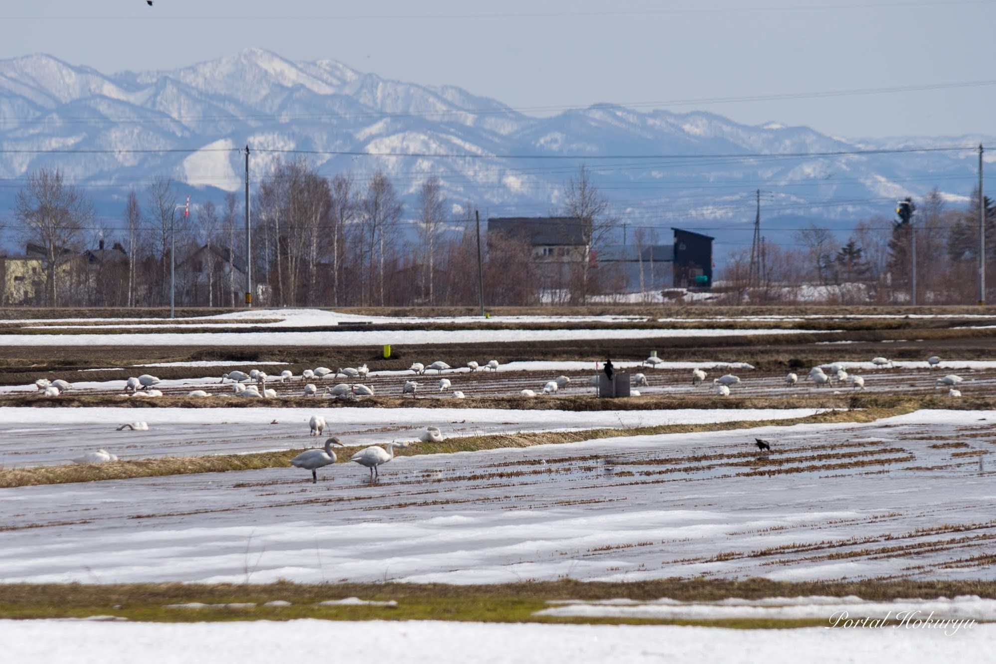 白鳥たちの落ち穂拾い