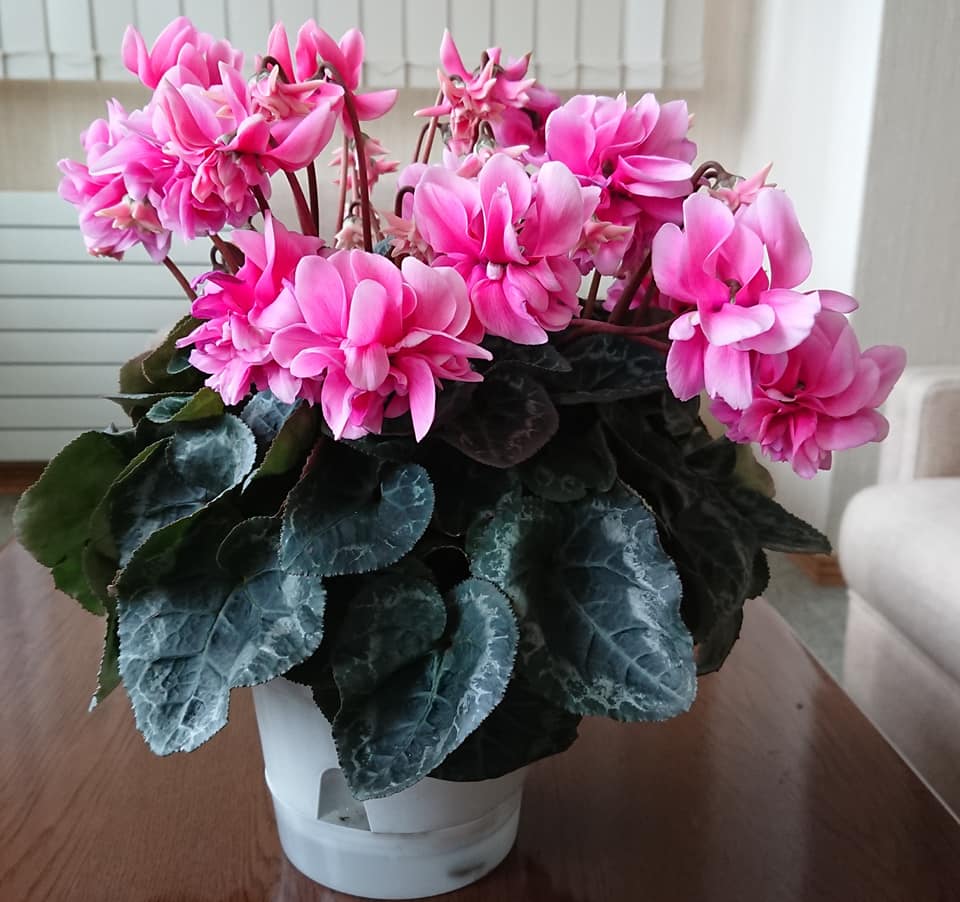 北竜町長 佐野豊 活動報告・3月10日（火） 令和2年第１回議会定例会