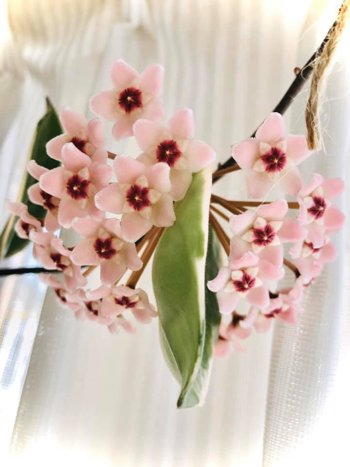 18 Mart (Çarşamba) Hokuryu Kasabası Ayçiçeği Korosu