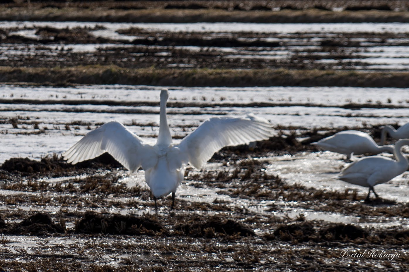 白鳥の羽ばたき