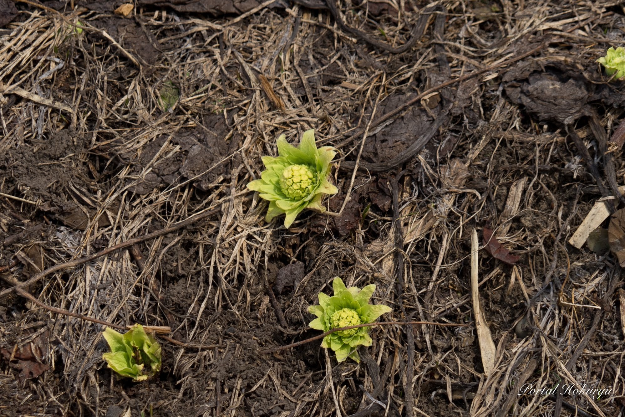 İlkbahar tomurcukları