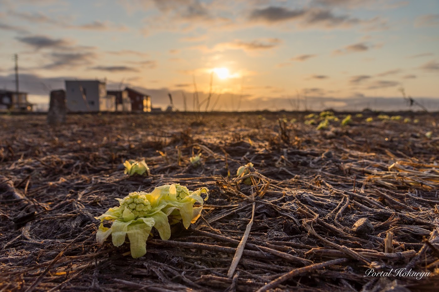 雪解けの大地に息吹くフキノトウ
