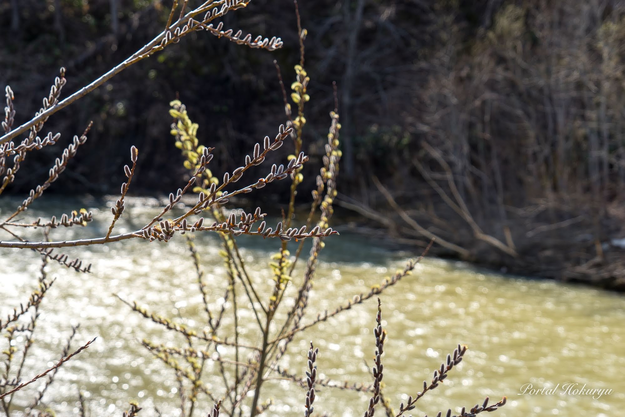 小川のせせらぎと銀色に輝くネコヤナギ