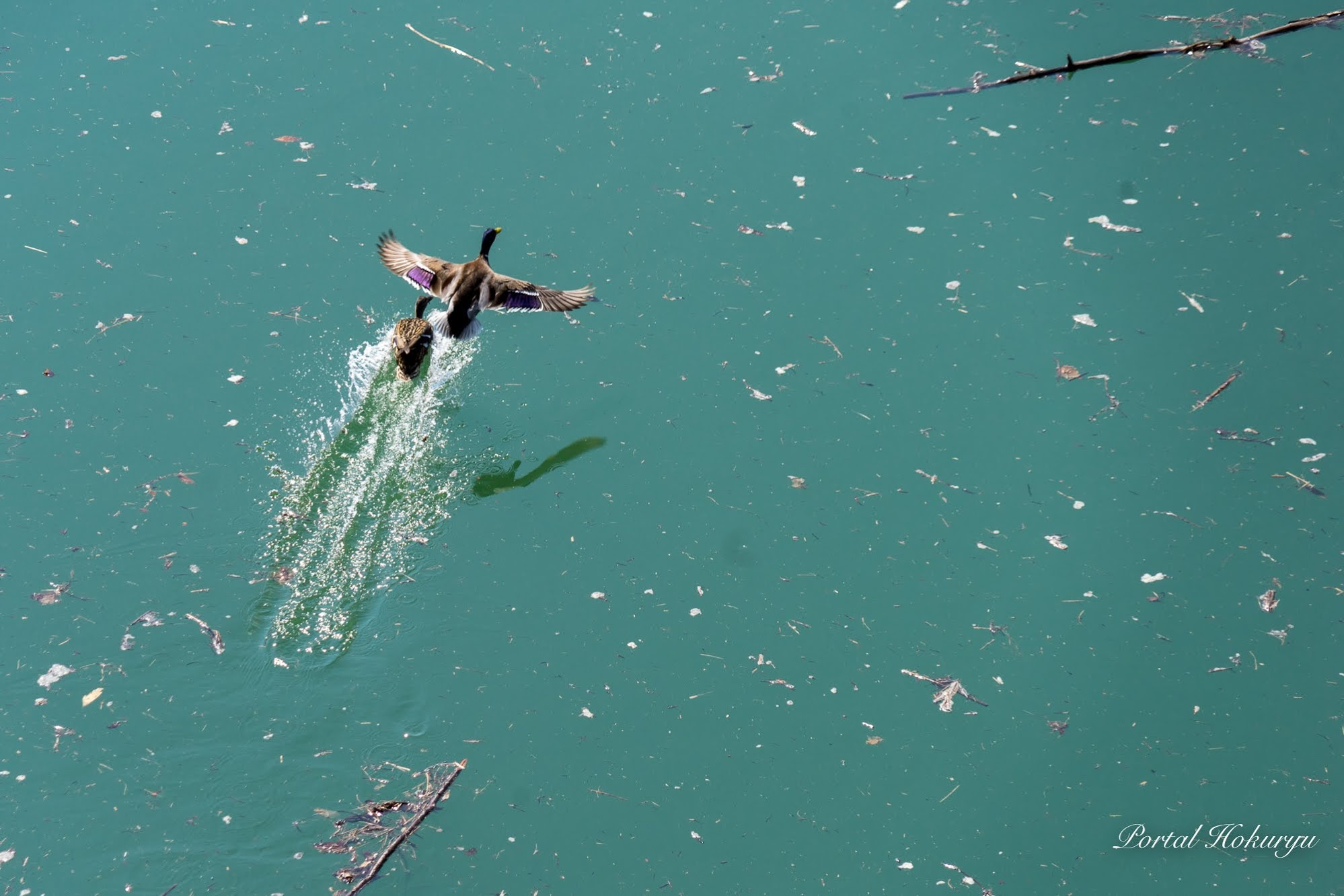 水鳥の羽ばたき