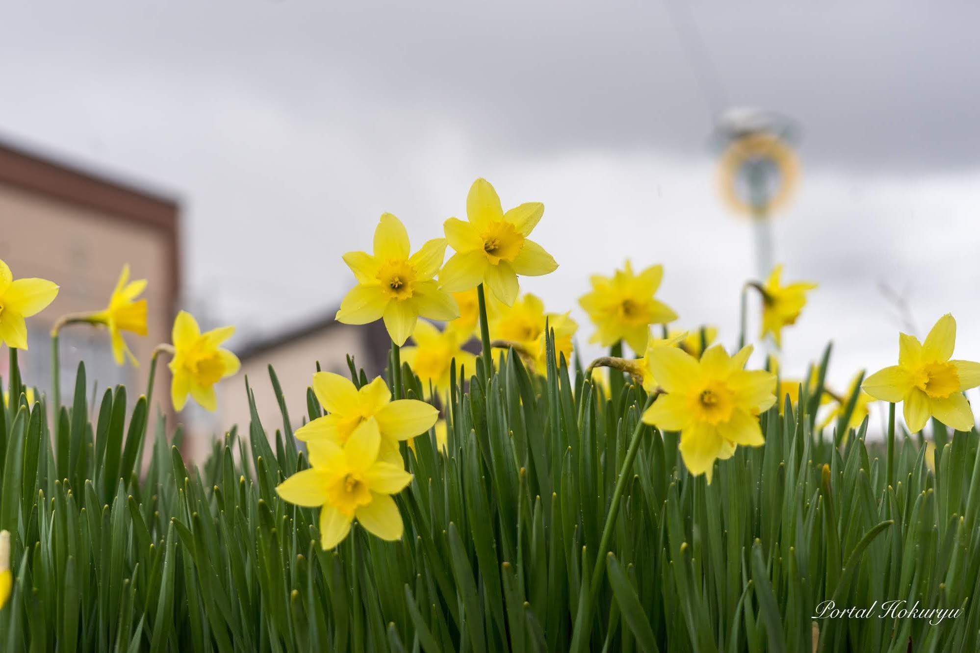 Một bông hoa thủy tiên thắp sáng trái tim bạn bằng ánh sáng rực rỡ