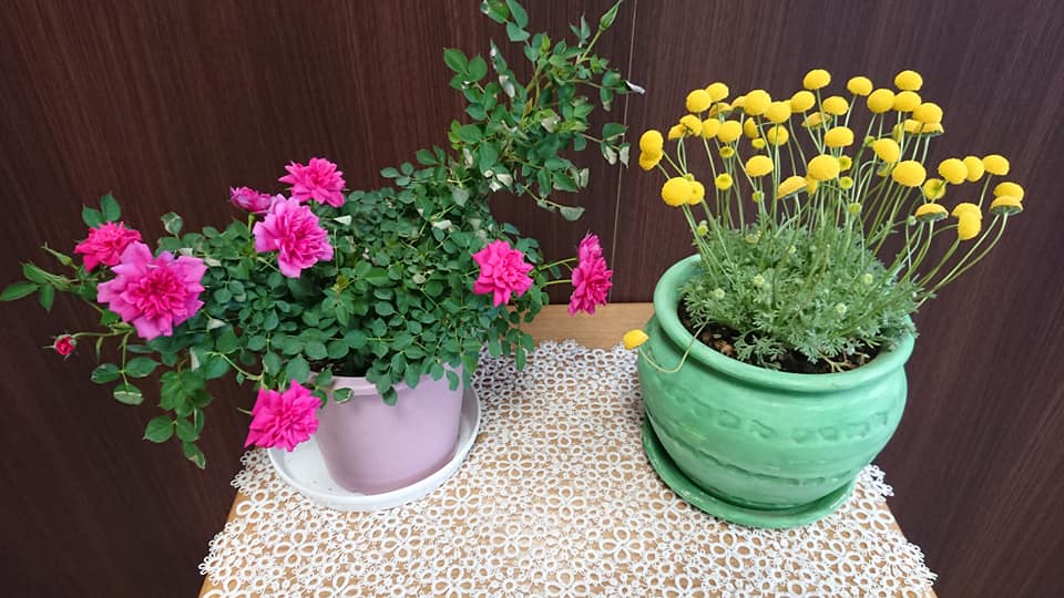 北竜町長 佐野豊 活動報告・4月9日（木）北竜町地域公共交通活性化協議会