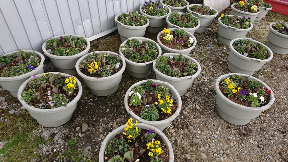 北竜町長 佐野豊 活動報告・4月15日（水）花いっぱい運動 パンジ苗コンテナ―に移植作業