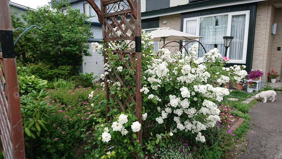 北竜町長 佐野豊 活動報告・4月16日（木）定例課長等会議「緊急経済対策」協議