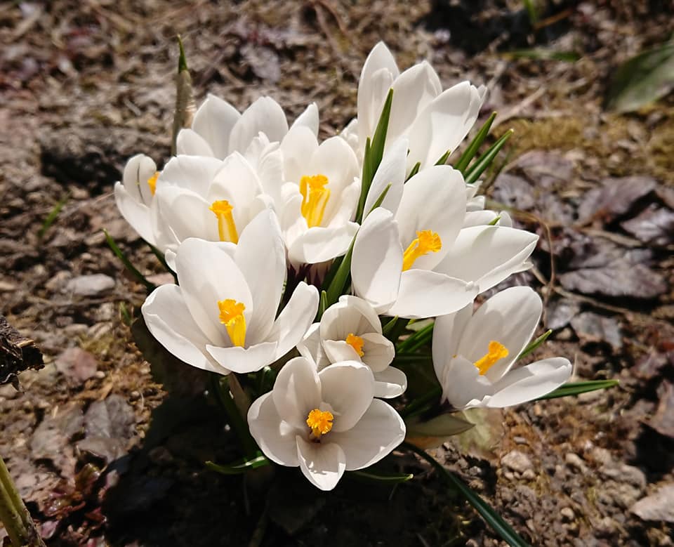 北竜町長 佐野豊 活動報告・4月20日（月）町長部局課長等ミーティング