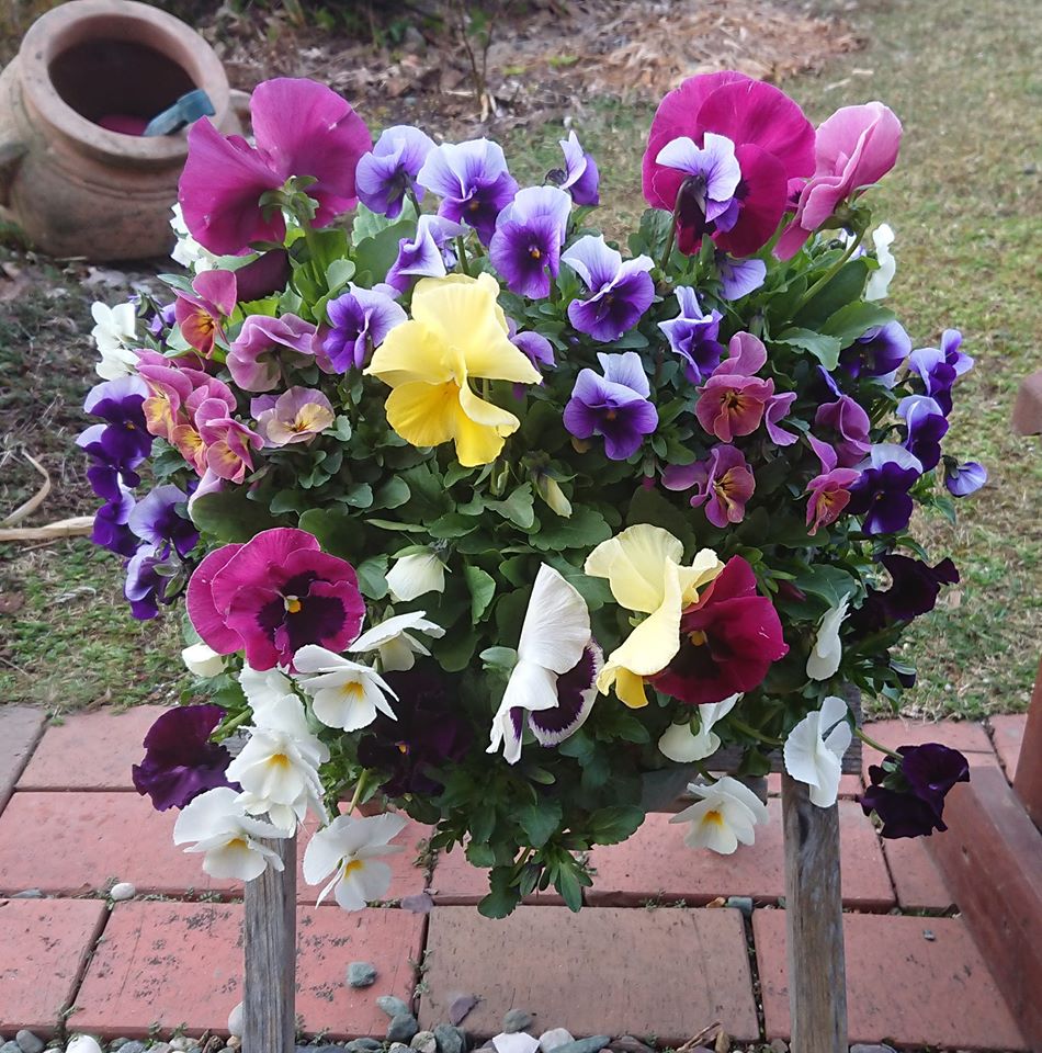 北竜町長 佐野豊 活動報告・4月29日（水）西川町内会 故鈴木美律子氏告別式参列