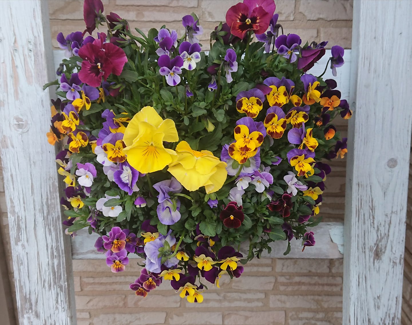 北竜町長 佐野豊 活動報告・4月28日（火）令和2年 第１回議会臨時会