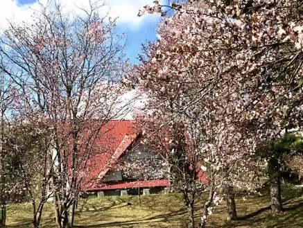 Konpira Park'ın [Hokuryu Kasabası Ayçiçeği Korosu] güzel kiraz çiçekleri eşliğinde "Yaşam Şarkısı"nı seslendireceğiz