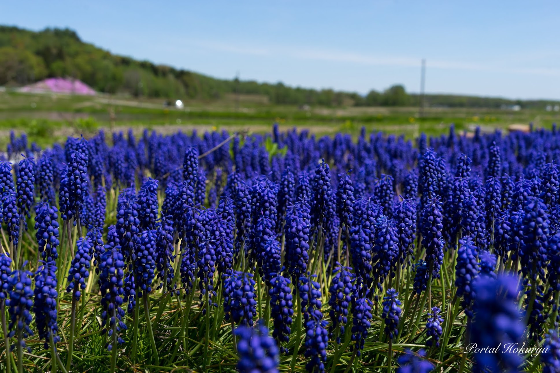 青紫の花 ムスカリのささやき 北竜町ポータル