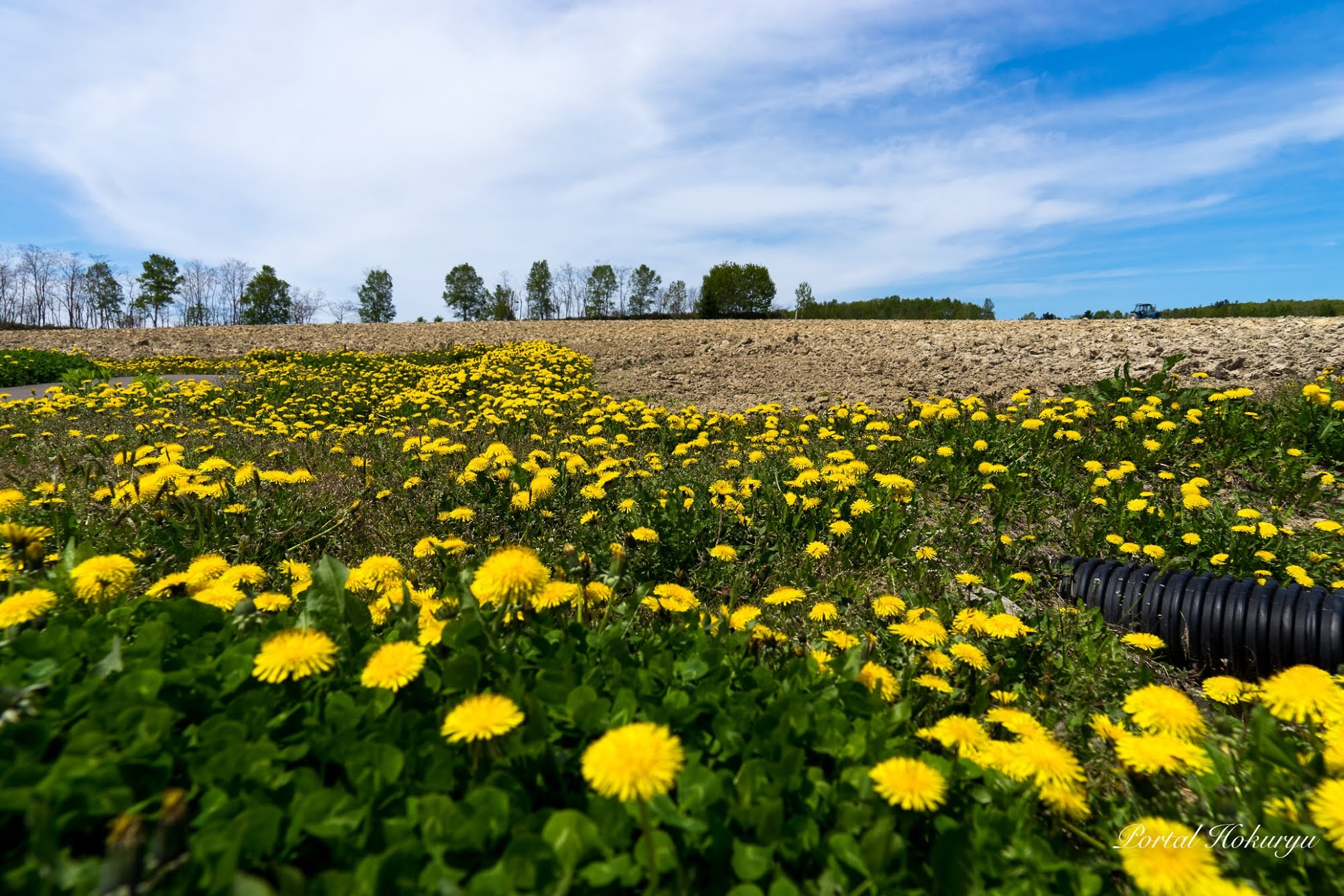 幸せの黄色の花・たんぽぽ
