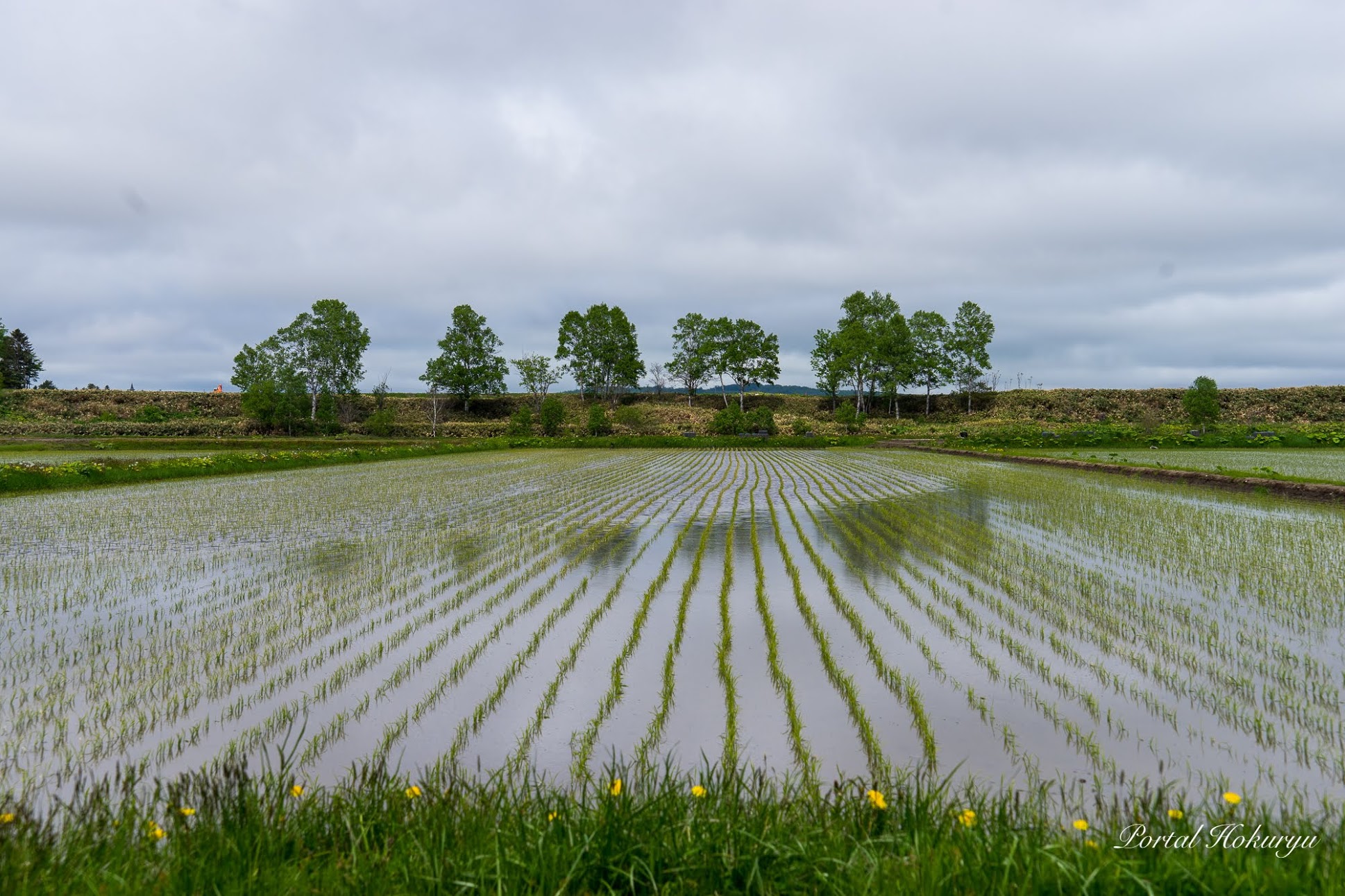 緑の縞模様を描く水田