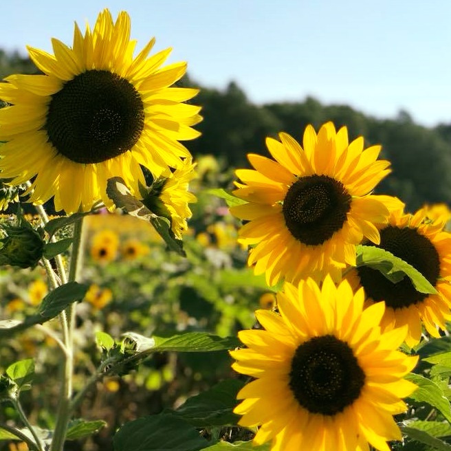 Daha fazla insan kendi bahçelerinde ayçiçeği yetiştirecek.🌻🌻🌻【Hokuryu Kasabası Ayçiçeği Korosu】