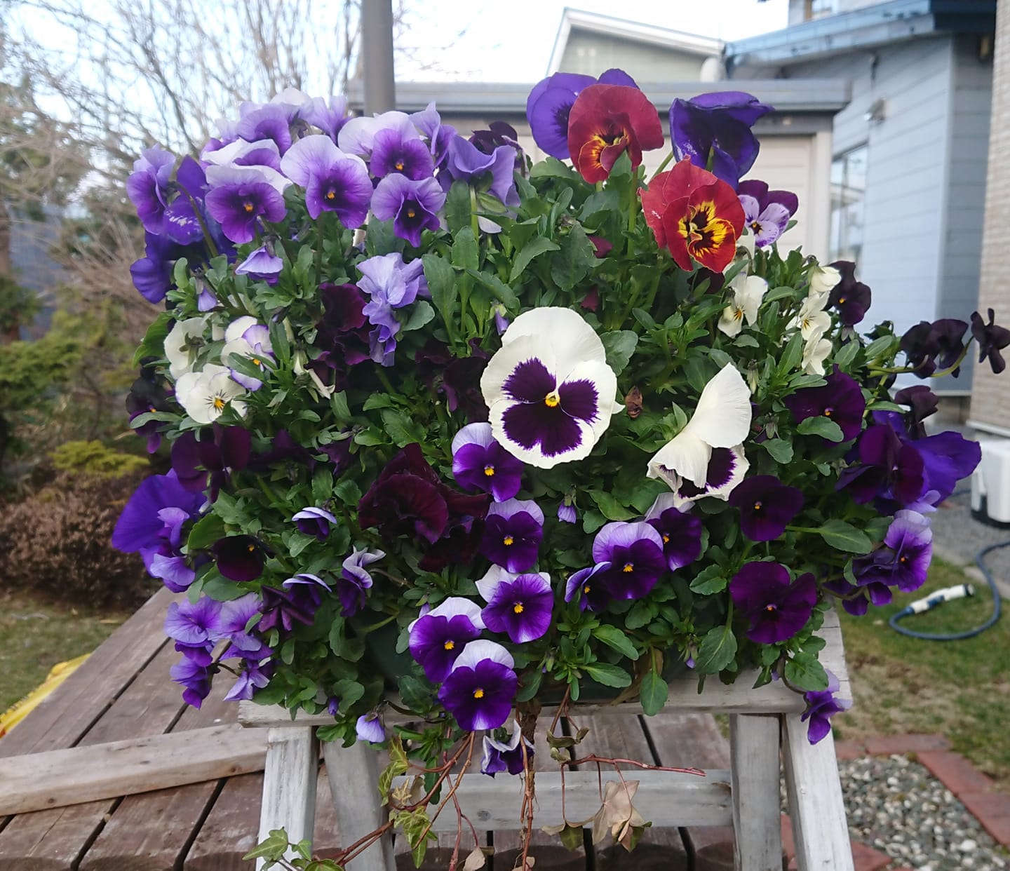 北竜町長 佐野豊 活動報告・4月30日（木）第９回新型コロナウイルス感染症対策会議