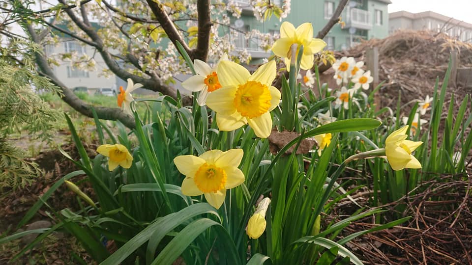 北竜町長 佐野豊 活動報告・5月11日（月）北竜町 正副議長と緊急経済対策協議