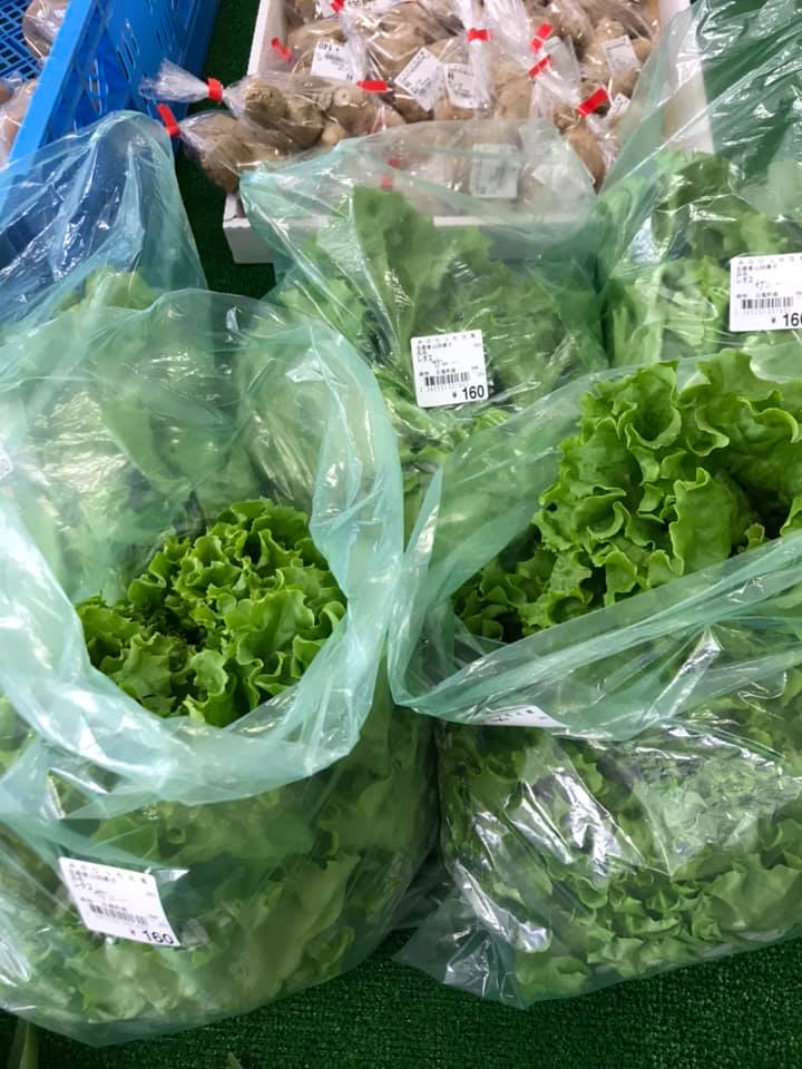 5月14日（木）葉物が色々並びました【みのりっち北竜】