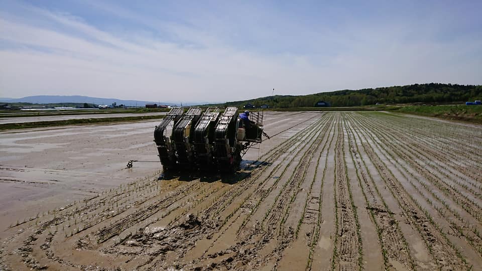 北竜町長 佐野豊 活動報告・5月19日（火）春の農作業「田植え」状況視察