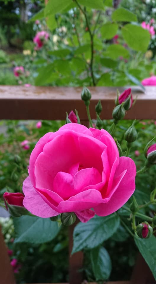 Hokuryu şəhərinin meri Yutaka Sanonun fəaliyyət hesabatı; 29 iyun (bazar ertəsi) Hokuryu qəsəbəsi Günəbaxan Turizm Assosiasiyasının sədrinin səfəri