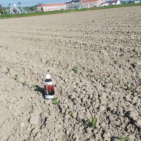 黒千石大豆の芽が出しました❗【黒千石事業協同組合】