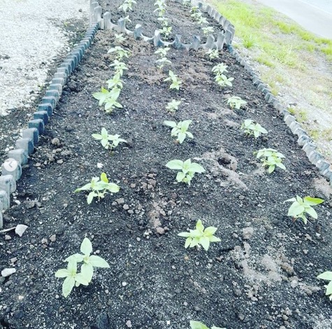 花が咲くのはまだまだですが、とっても楽しみです🎵【黒千石事業協同組合】