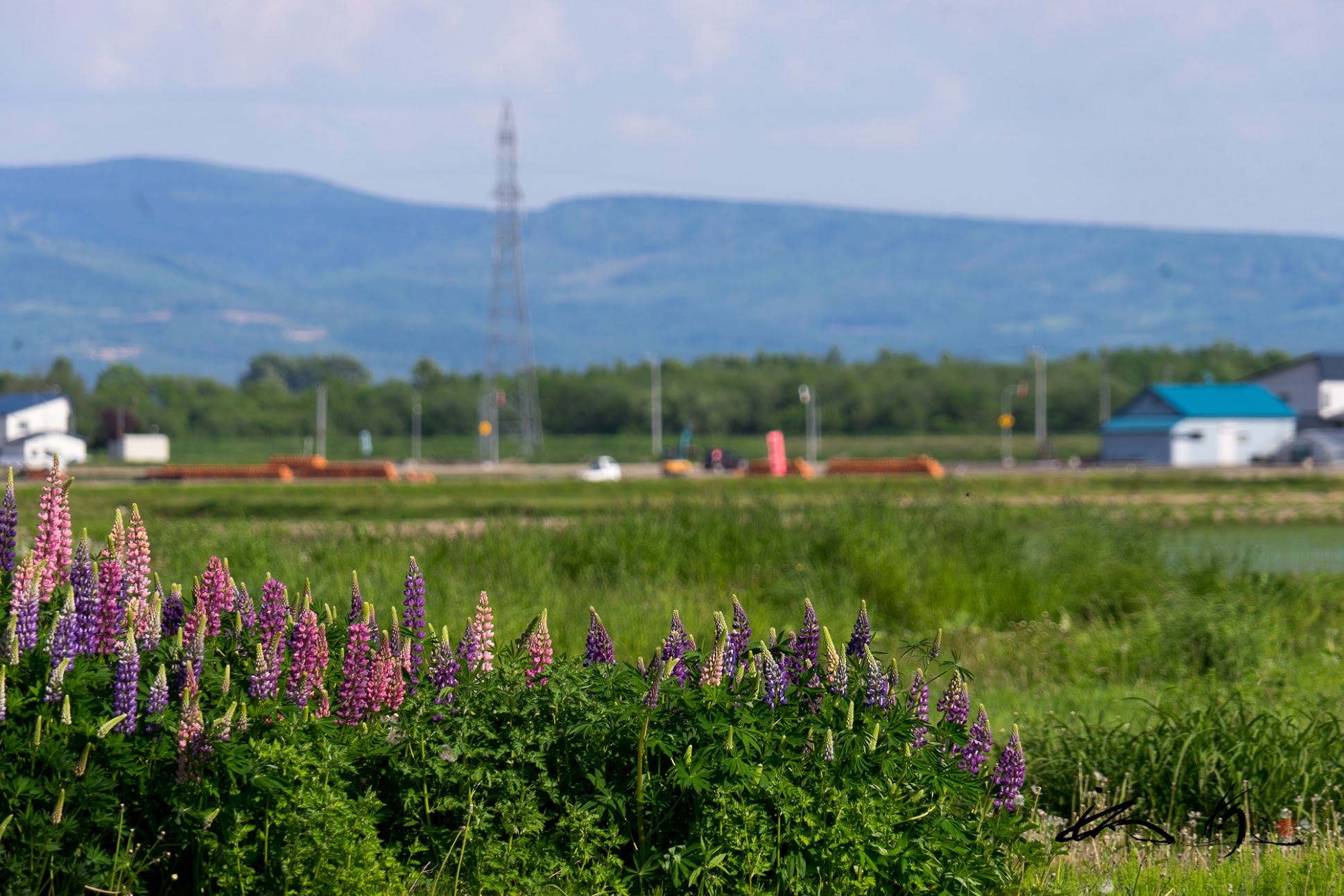 心安らぐルピナスの花