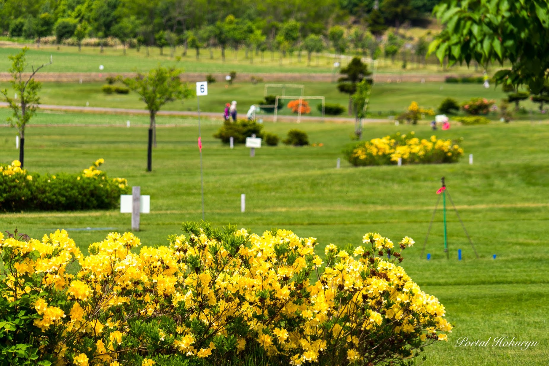 Azalea flowers that bring you energy