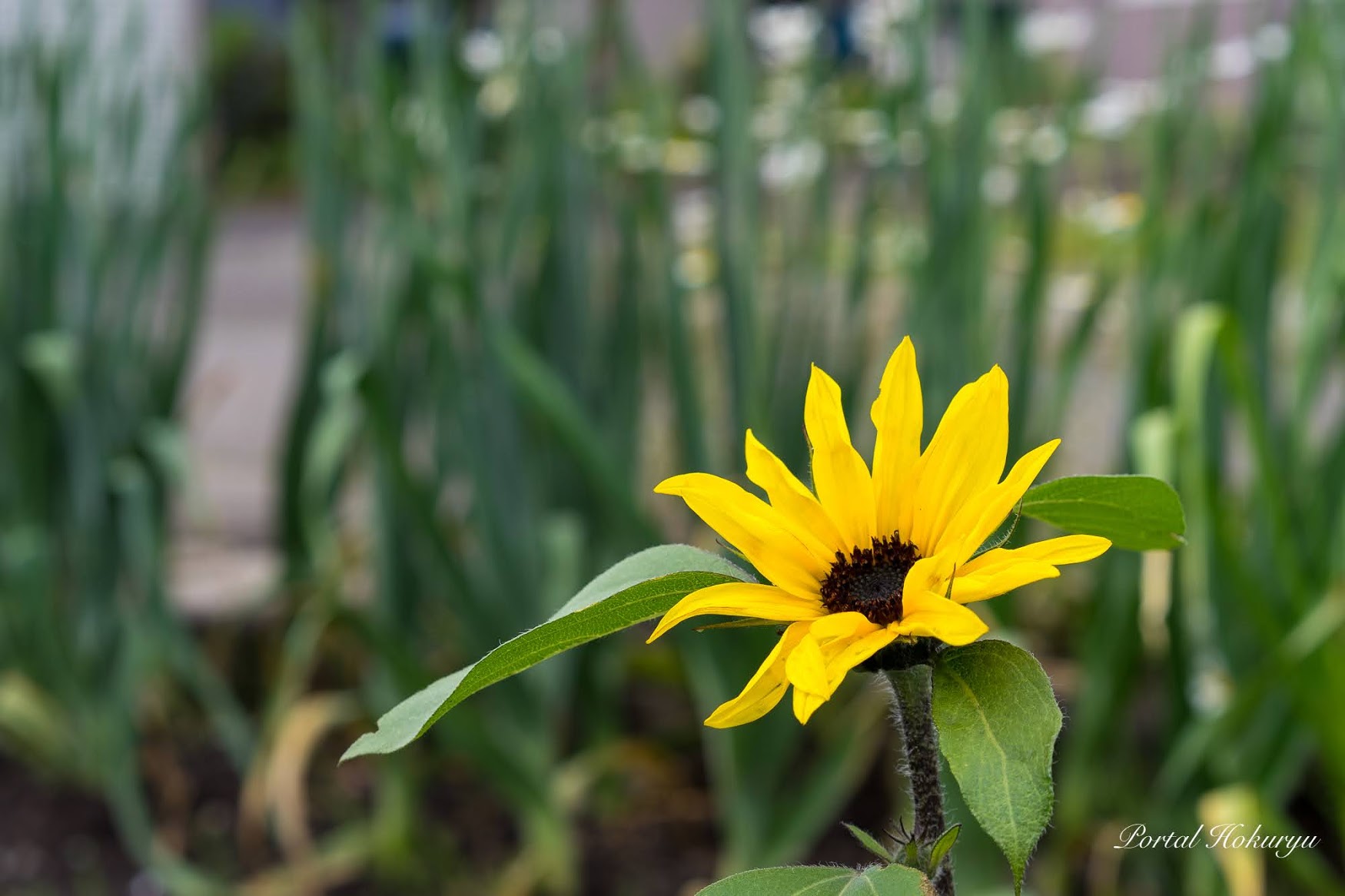 心に灯る明るい光「小さなひまわりの花」