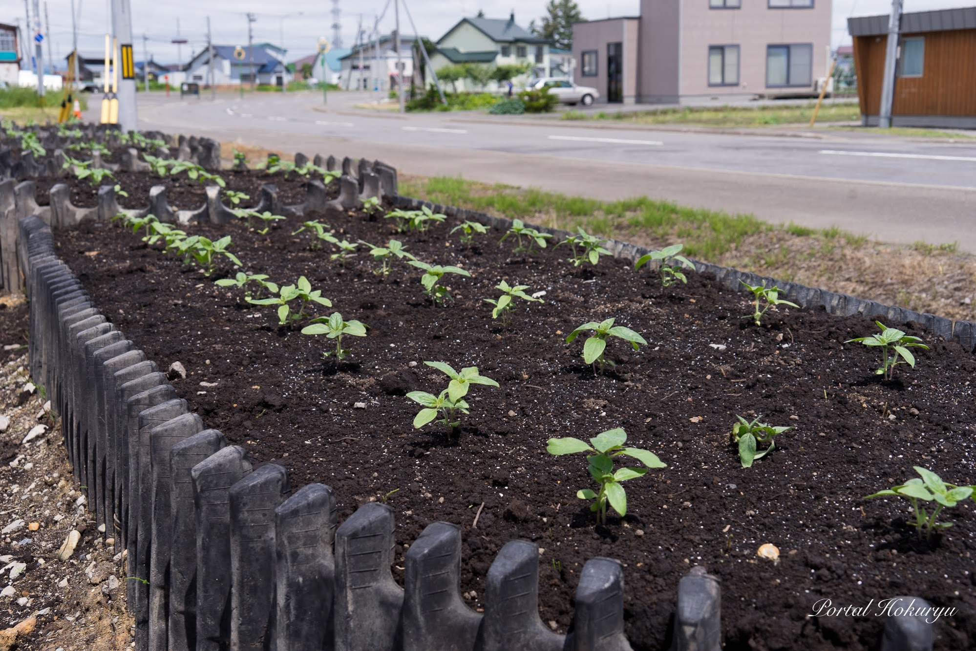 Günəbaxan çiçək yatağı