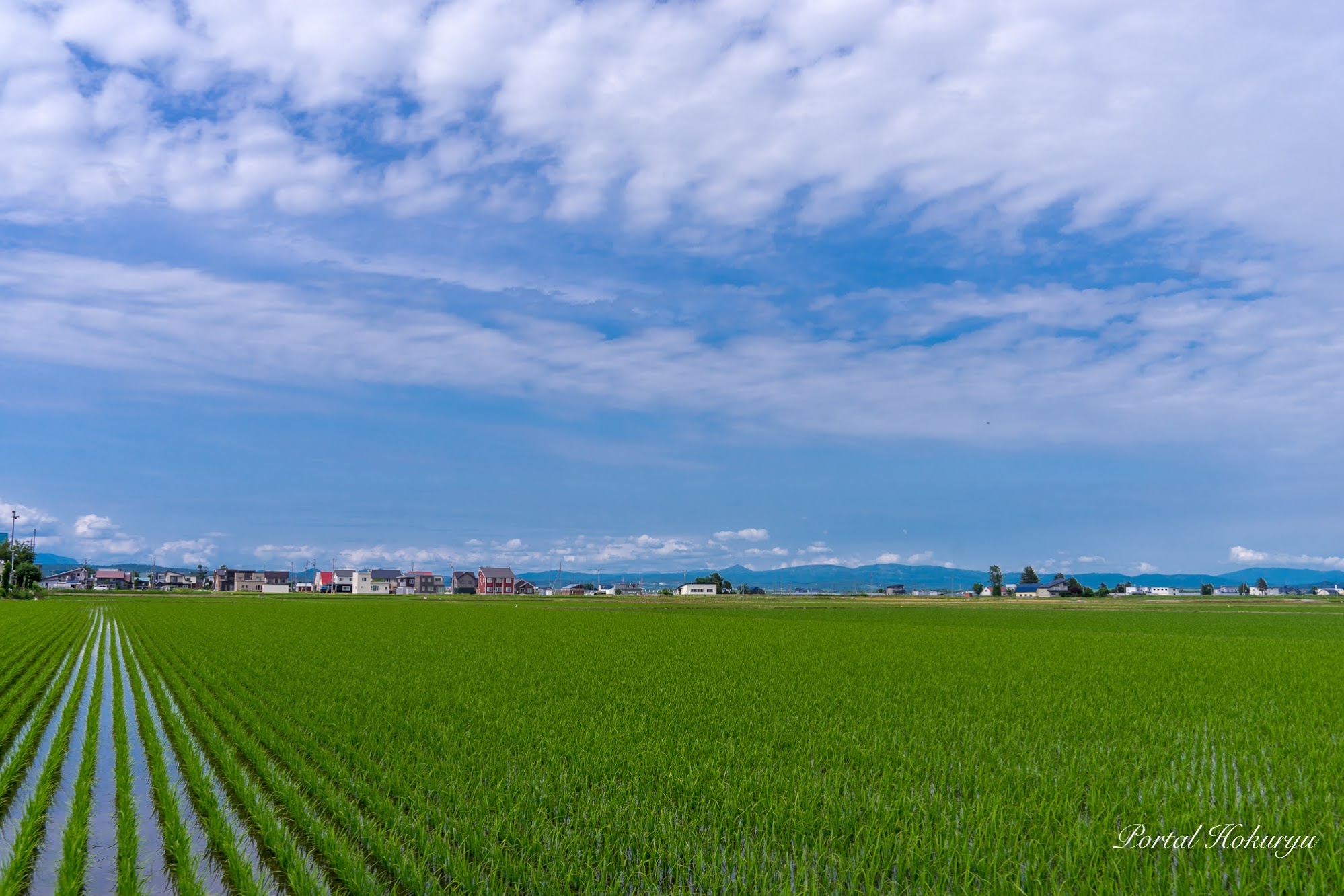 緑の絨毯広がる水田