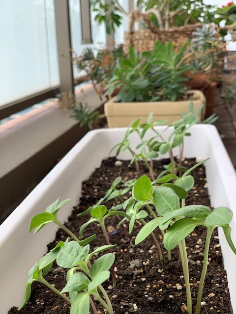 ひまわりの種に希望を込めて【IORI-JOURNAL・株式会社伊織　代表取締役 村上雄二】