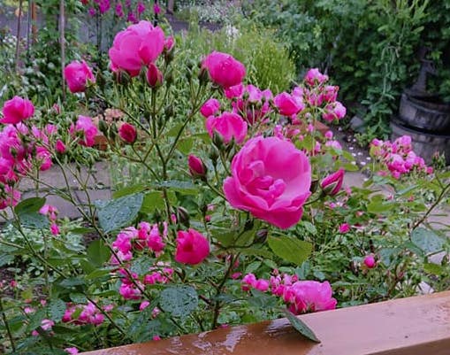 北竜町長 佐野豊 活動報告・7月3日（金）地域社会貢献感謝状(奈井江町砂子組)