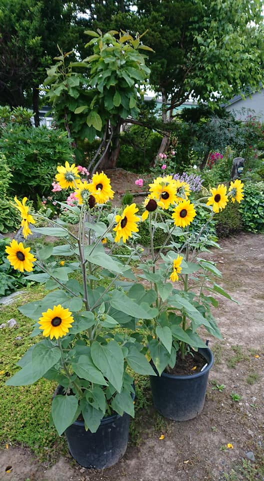 北竜町長 佐野豊 活動報告・7月10日（金）北門信金 大矢理事長表敬訪問(滝川市)