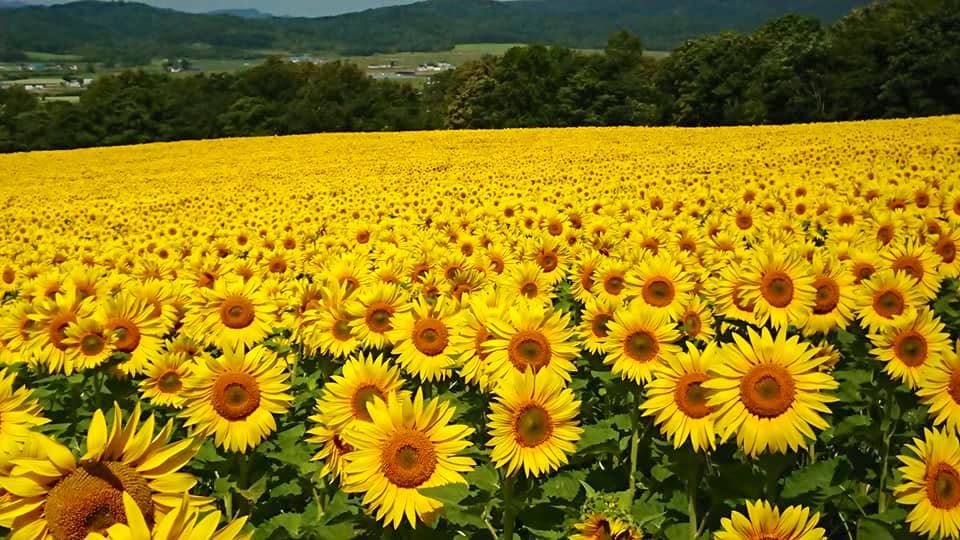北竜町長 佐野豊 活動報告・7月30日（木）ひまわり油圃場(畑)生育状況調査・ひまわり油再生プロジェクト会議