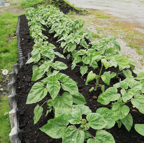背丈はまだ低いですが、ひまわりたちはつぼみになりましたよ【黒千石事業協同組合】