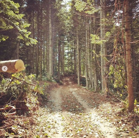 山に道がつくと、 歩きやすいのか、動物たちも道を歩きます【自然下・上井達矢さん仁美さん】