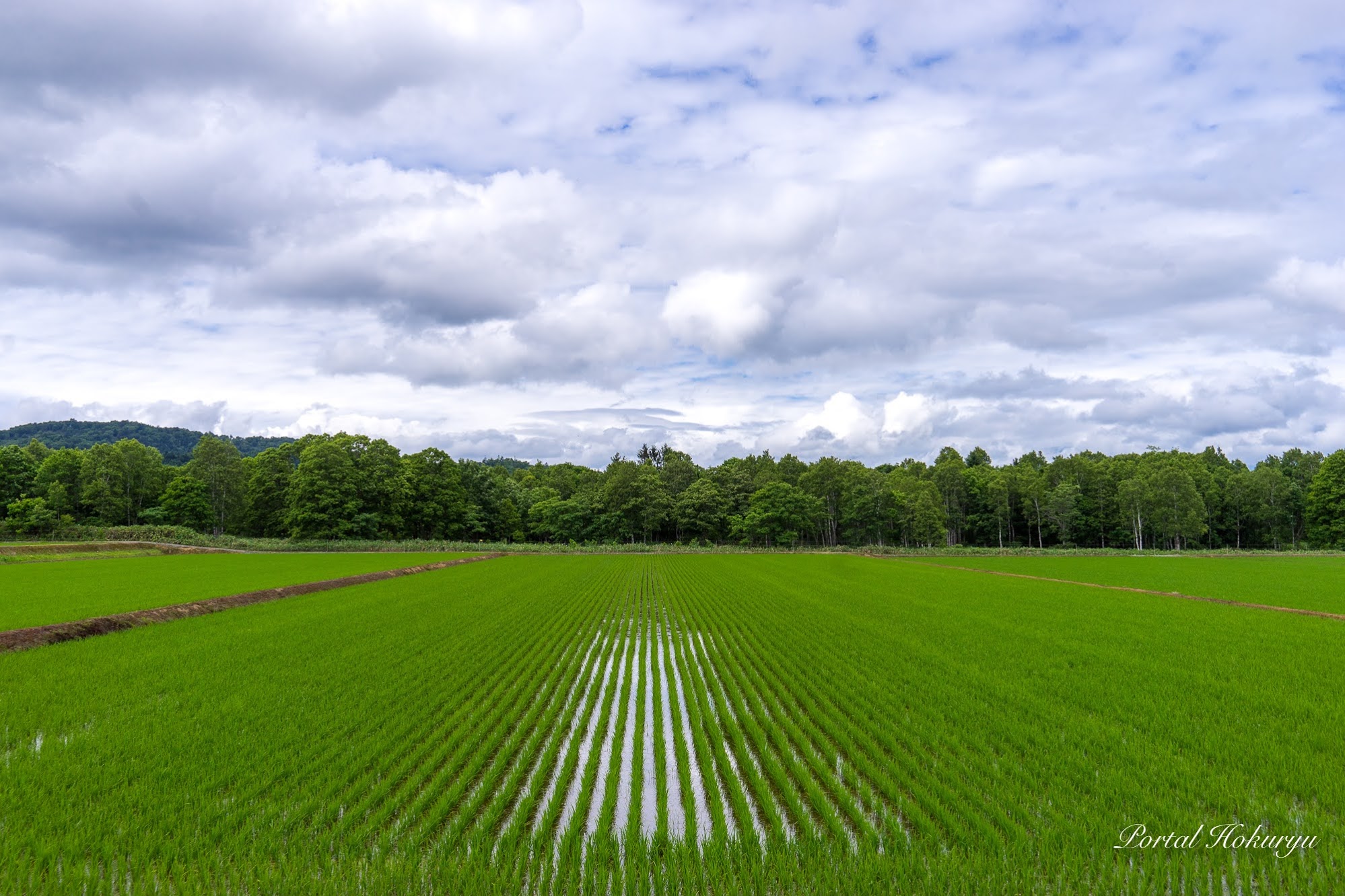 pola sawah dalam garis lurus