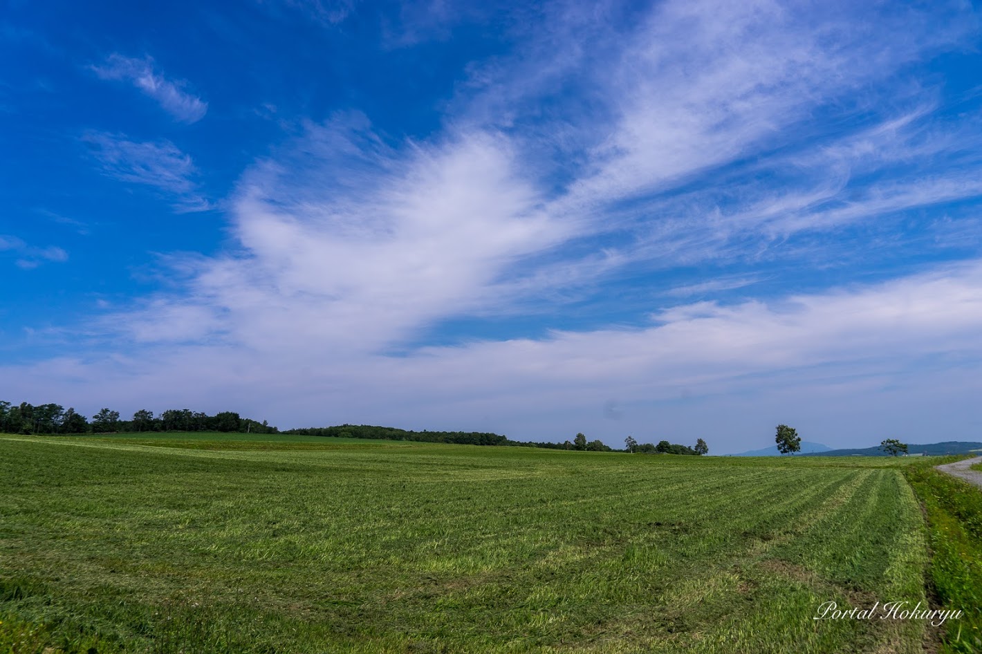 Göz qamaşdıran yaşıl günəbaxan kəndi
