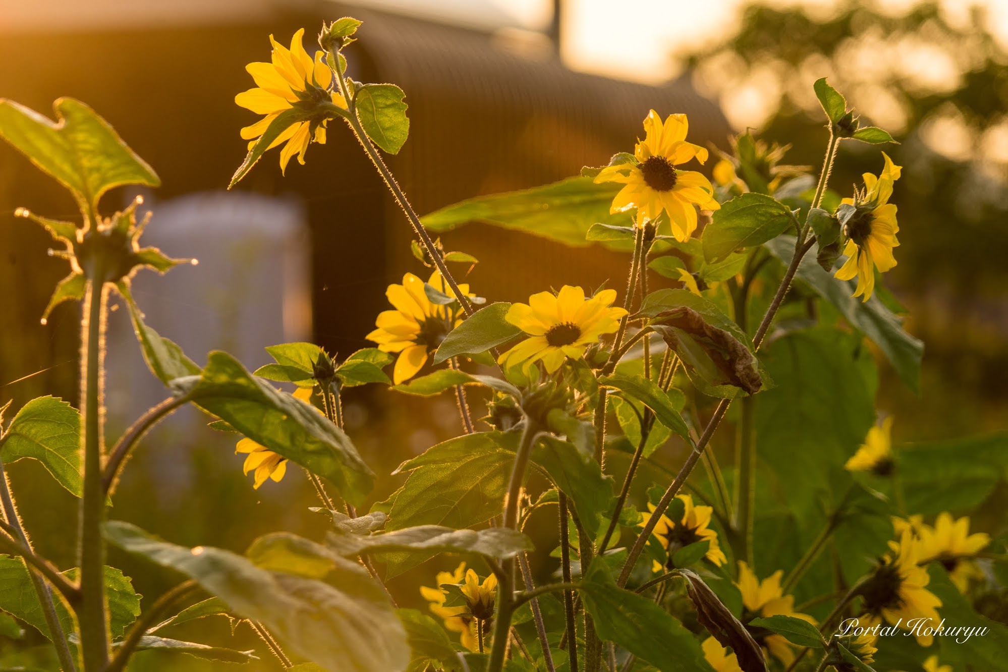 １００輪咲きひまわり