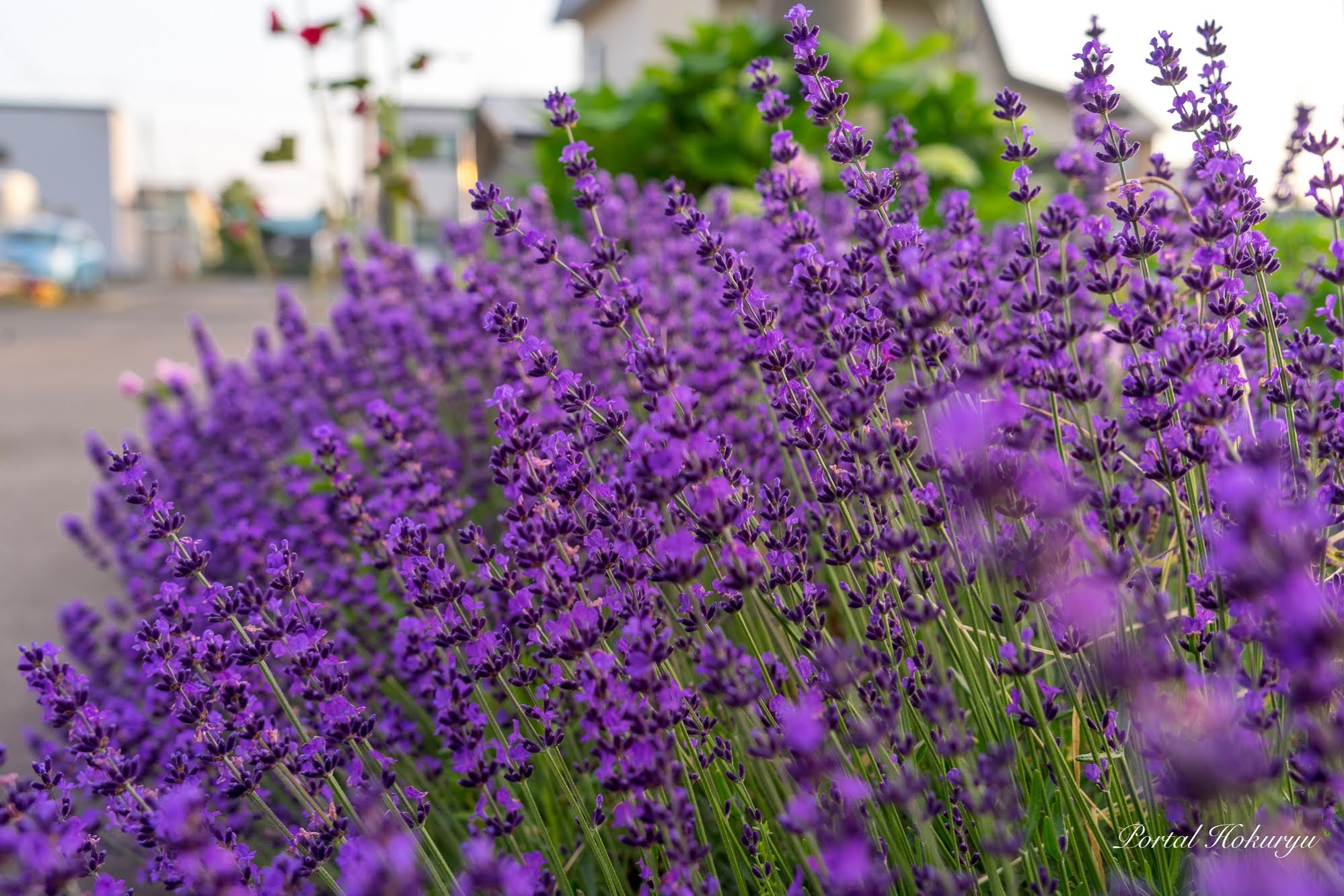 Lavanta'nın zarif kokusu