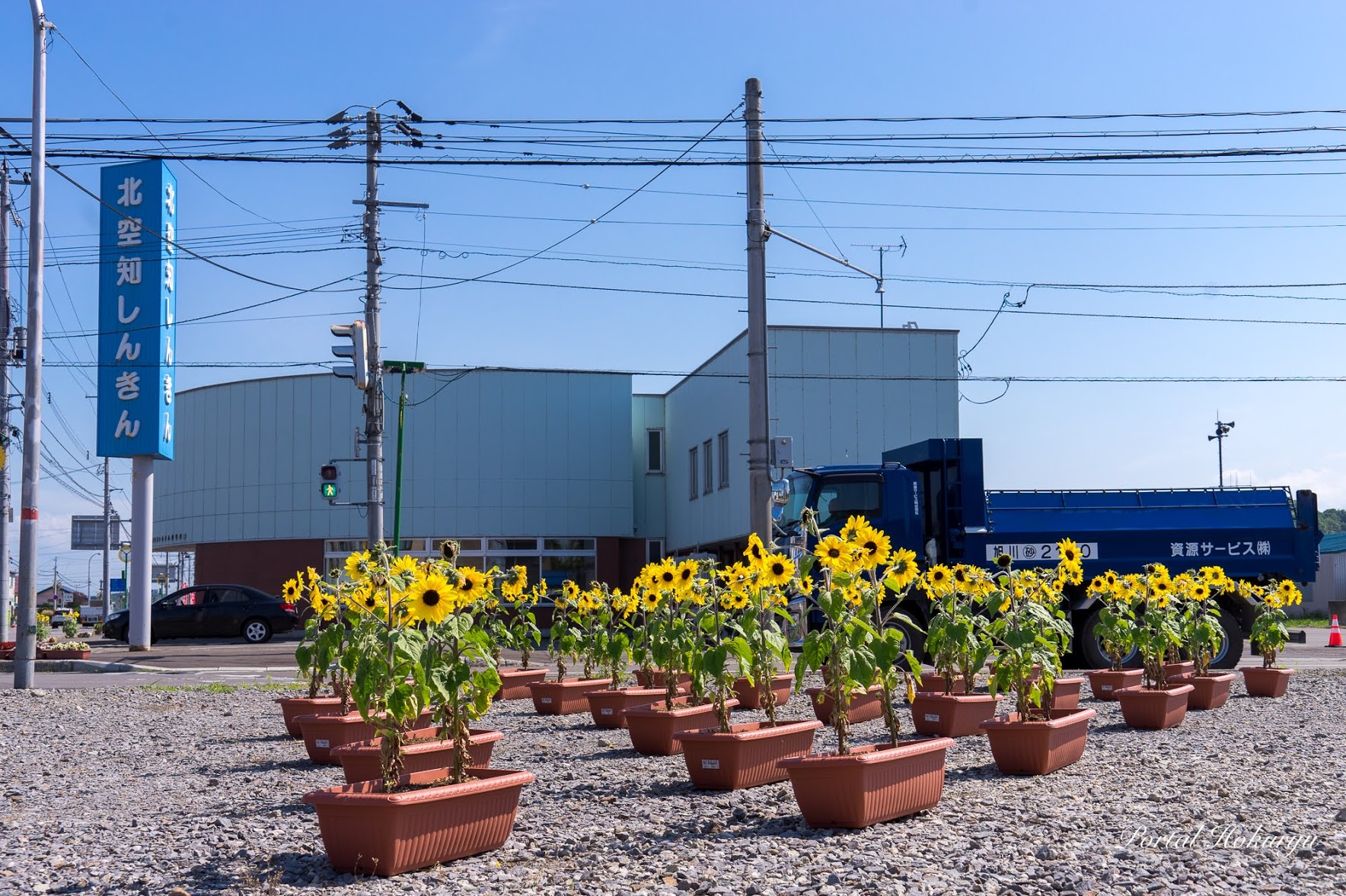 仲良く並ぶひまわりさん