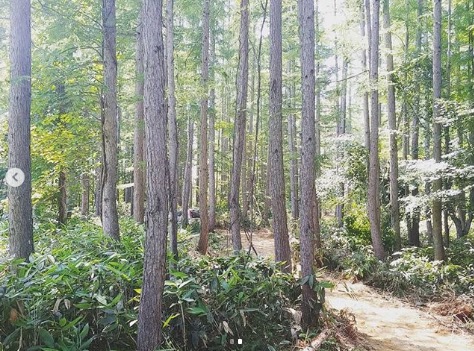 道つけbeforeafter 3：道部分の木を伐ったから光が差した.. のもありますがbefore時は曇っていたんです【自然下・上井達矢さん仁美さん】