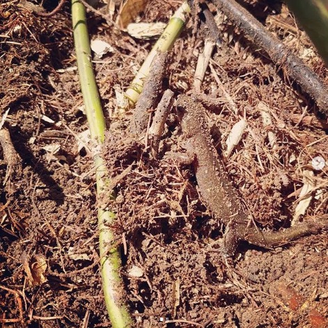 エゾサンショウウオ： 道つけの途中、重機で掘り返した土中から出てきました。 夏はこんなところに居たんだね【自然下・上井達矢さん仁美さん】