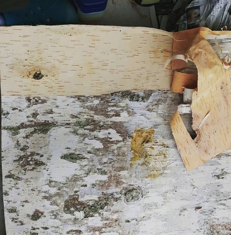 白樺樹皮：白い外皮を剥ぐと、美しい内皮がでてきます【自然下・上井達矢さん仁美さん】